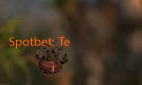 Spotbet: Tempat Terbaik untuk Menemukan Taruhan E-Sports!